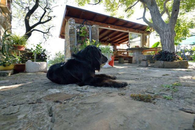 Cozy Istrian House Guest House Izola Exterior photo